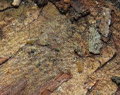 Paratemnoides nidificator