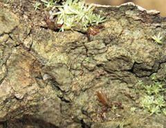 Paratemnoides nidificator