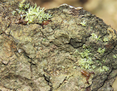 Paratemnoides nidificator