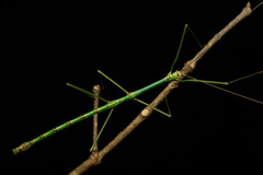 Candovia strumosa