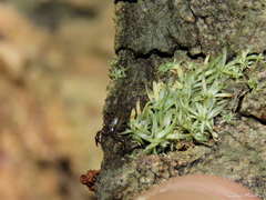 Paratemnoides nidificator