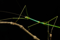 Candovia strumosa