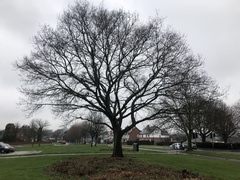 Quercus robur