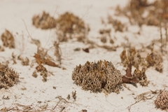 Selaginella acanthonota