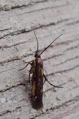 Eretmocera impactella