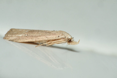 Luceria striata
