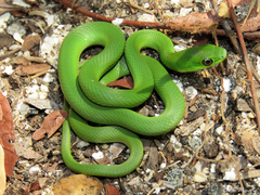 Philodryas olfersii herbeus