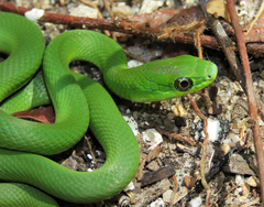 Philodryas olfersii herbeus