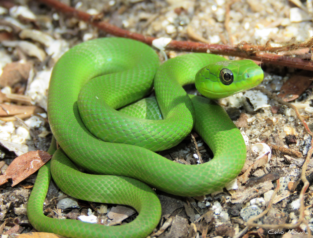 Lichtenstein's Green Racer