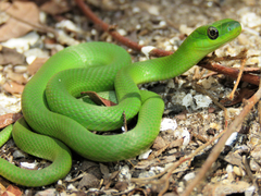 Philodryas olfersii herbeus