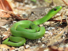 Philodryas olfersii herbeus