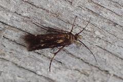 Eretmocera impactella