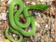 Philodryas olfersii herbeus