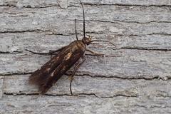 Eretmocera impactella