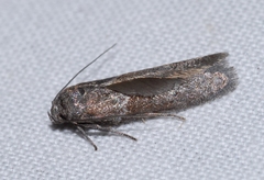 Blastobasis phycidella