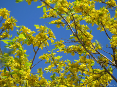 Callisthene fasciculata