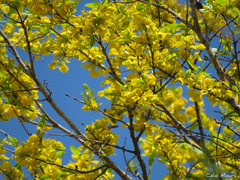 Callisthene fasciculata