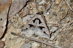 Tephriopis divulsa