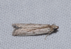 Phycitodes albatella