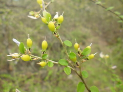 Pombalia phyllanthoides