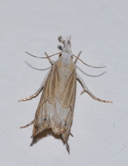 Metacrambus carectellus