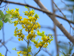 Callisthene fasciculata