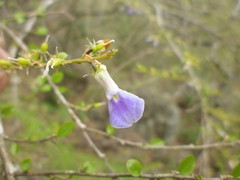 Pombalia phyllanthoides