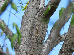 Callisthene fasciculata