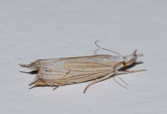 Metacrambus carectellus