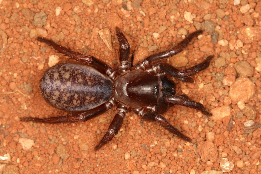 Afrasian Wishbone Spiders