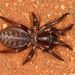 Afrasian Wishbone Spiders - Photo (c) Nikie Scott, some rights reserved (CC BY-NC), uploaded by Nikie Scott