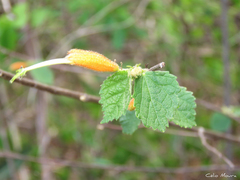 Helicteres heptandra