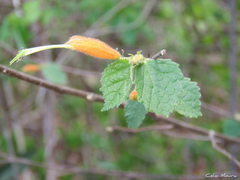 Helicteres heptandra