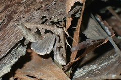 Tephriopis divulsa