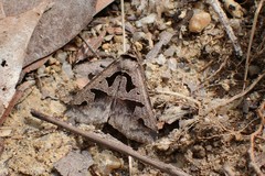 Tephriopis divulsa