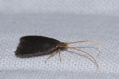 Lecithocera nigrana