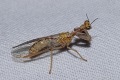 Mantispa aphavexelte