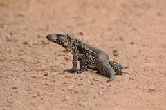 Salvator merianae merianae