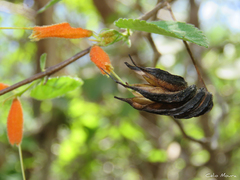 Helicteres heptandra