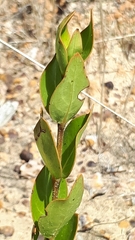Logania ovata