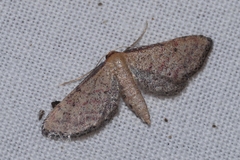Idaea infirmaria