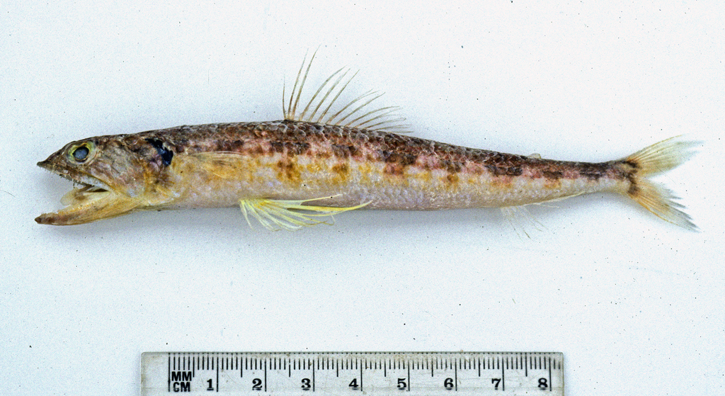 Tectus Lizardfish