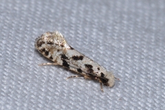 Nemapogon nevadella