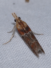 Ancylosis cinnamomella