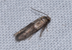 Blastobasis phycidella