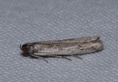 Phycitodes albatella