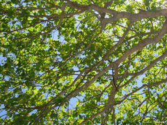 Callisthene fasciculata