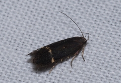 Aproaerema anthyllidella