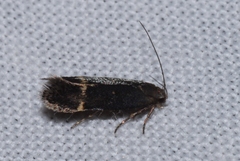 Aproaerema anthyllidella