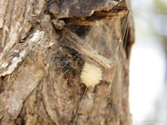 Latrodectus geometricus